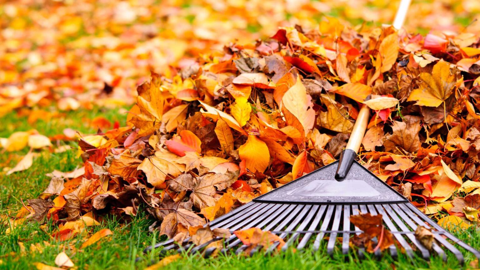Fall Lawn Care Mount Prospect, IL