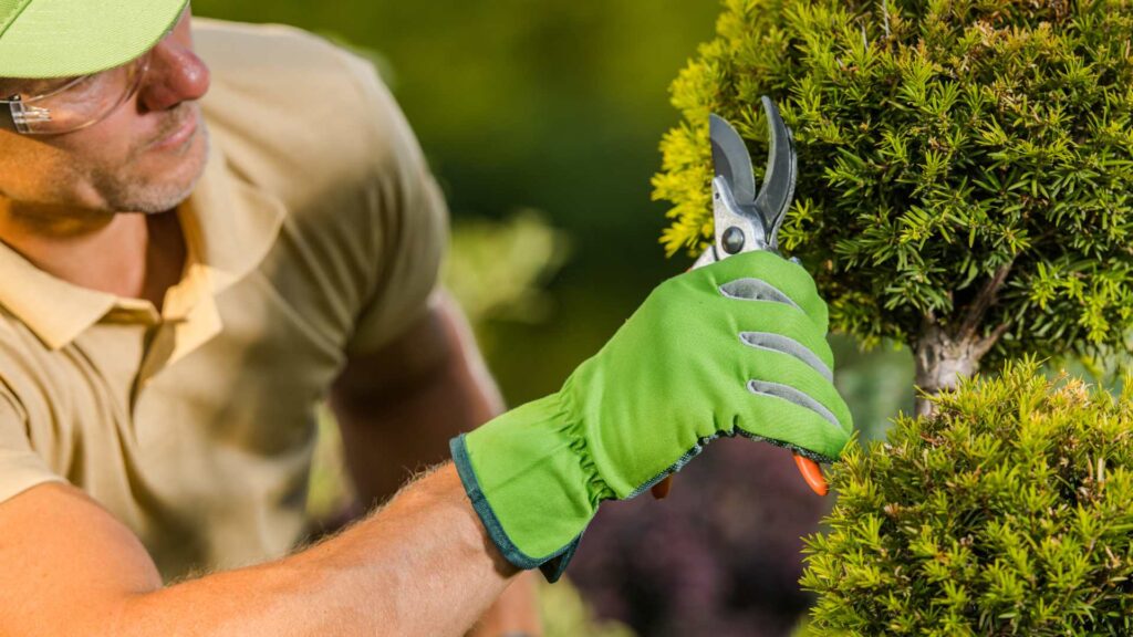 Shrub and Tree Care in Mount Prospect, IL