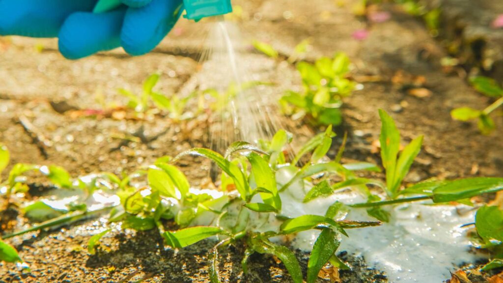 Weed Control in Mount Prospect, IL