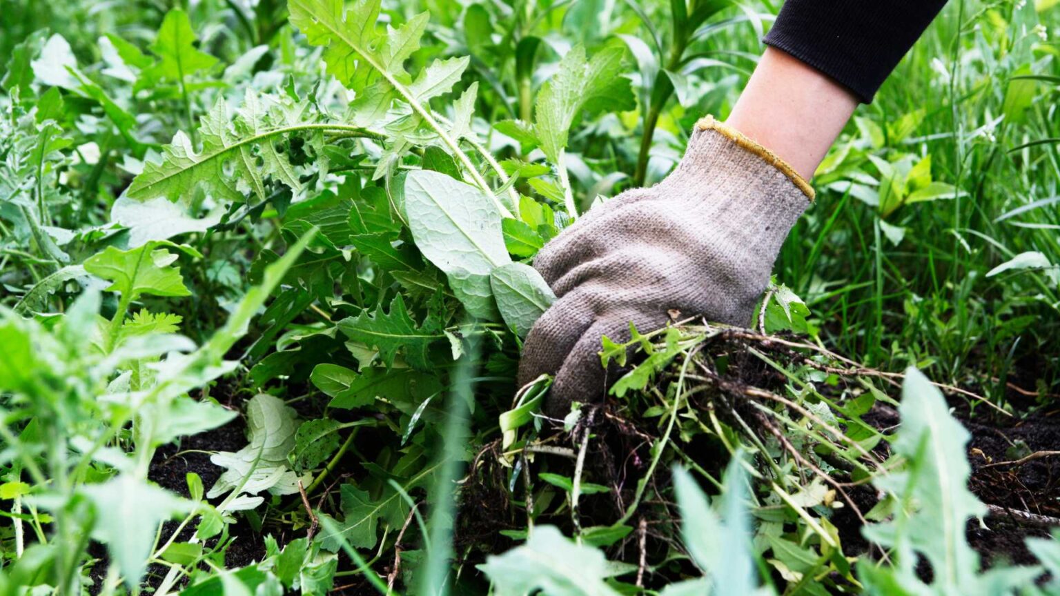 Weed Control in Mount Prospect, IL