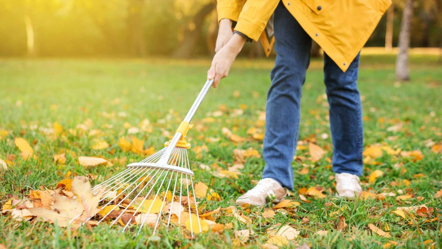 Spring & Fall Yard Cleanup