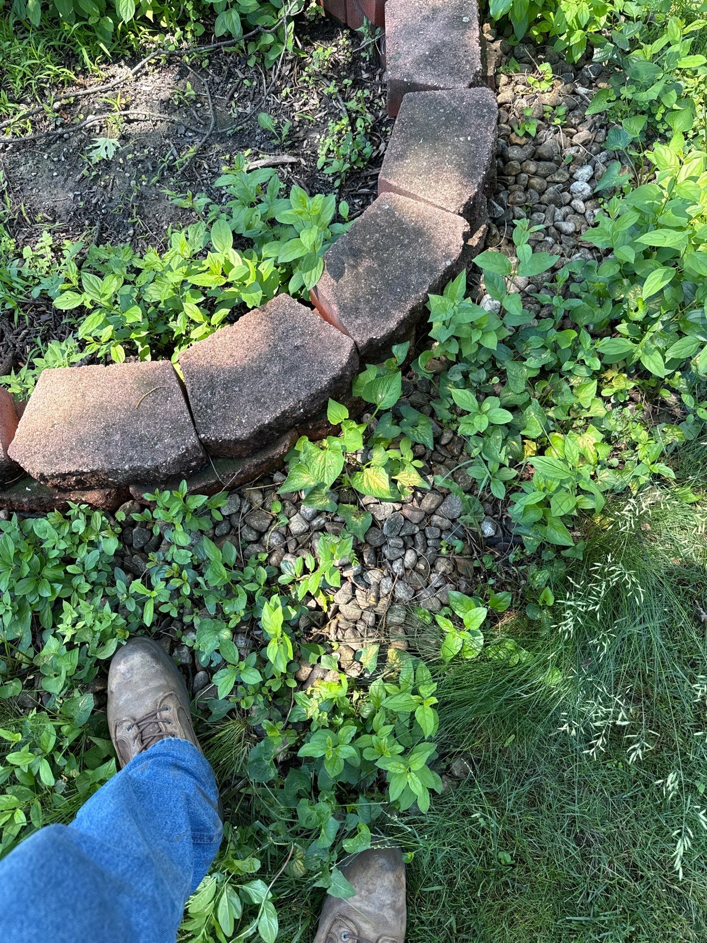Backyard Sod Installation
