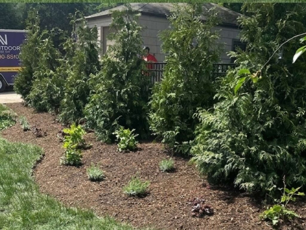 professionally maintained backyard landscape with trimmed plants and fresh mulch