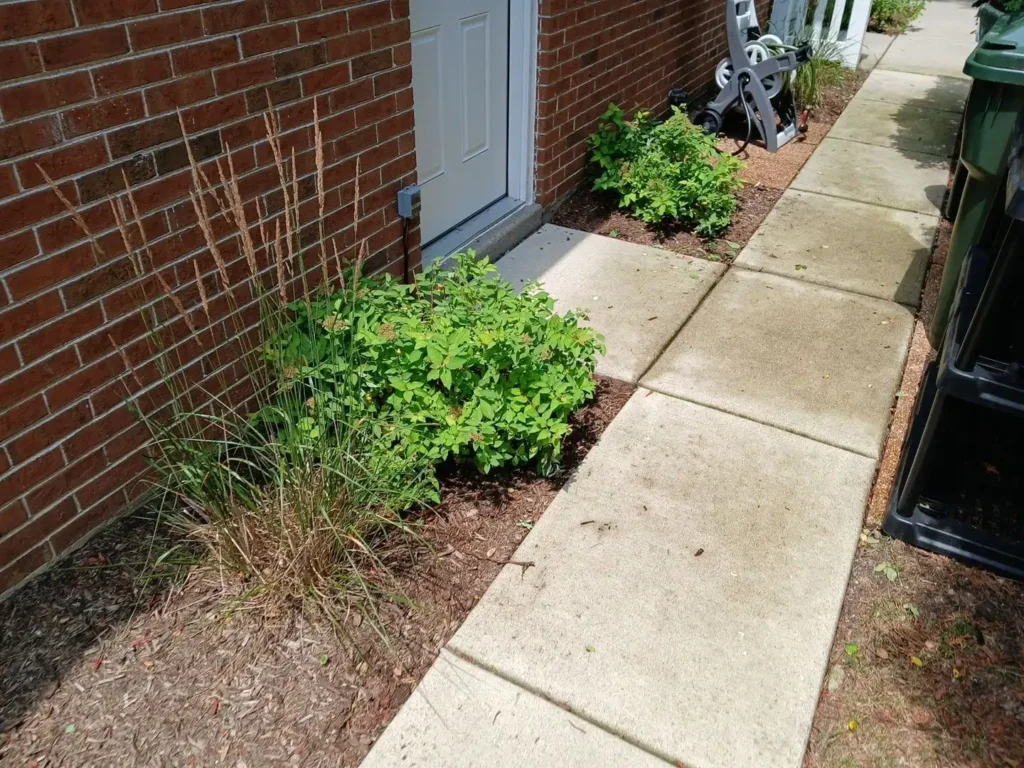 overgrown foundation planting bed with weeds and untrimmed shrubs