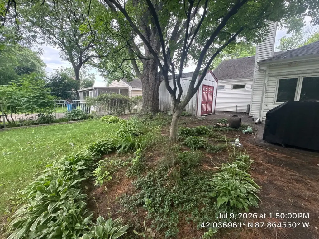 Overgrown backyard garden beds before landscaping service