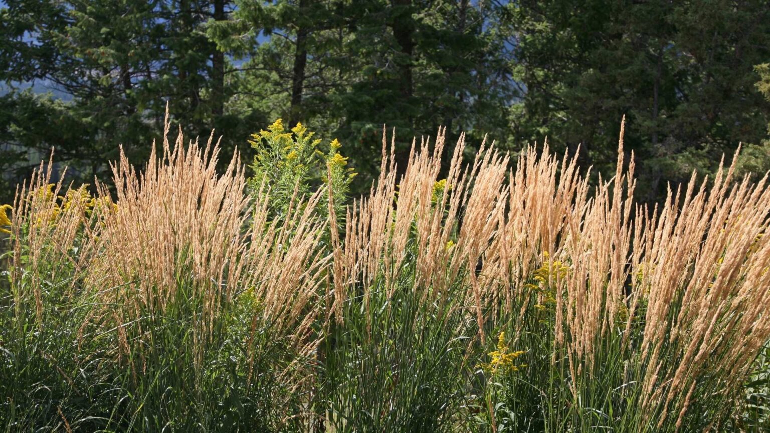 Ornamental Grass and Perennial Planting Mount Prospect IL