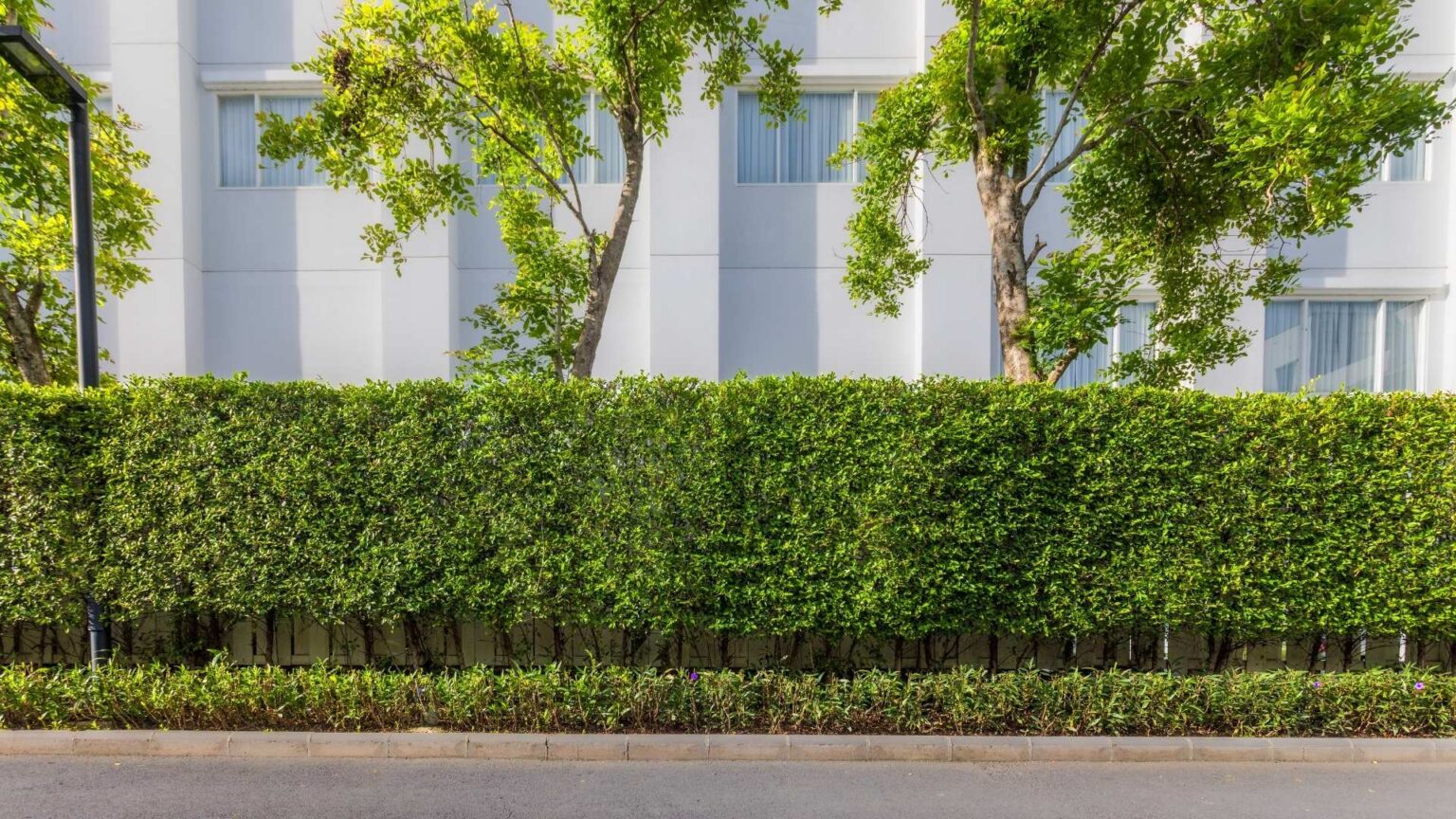 Privacy Hedge Installation Mount Prospect IL