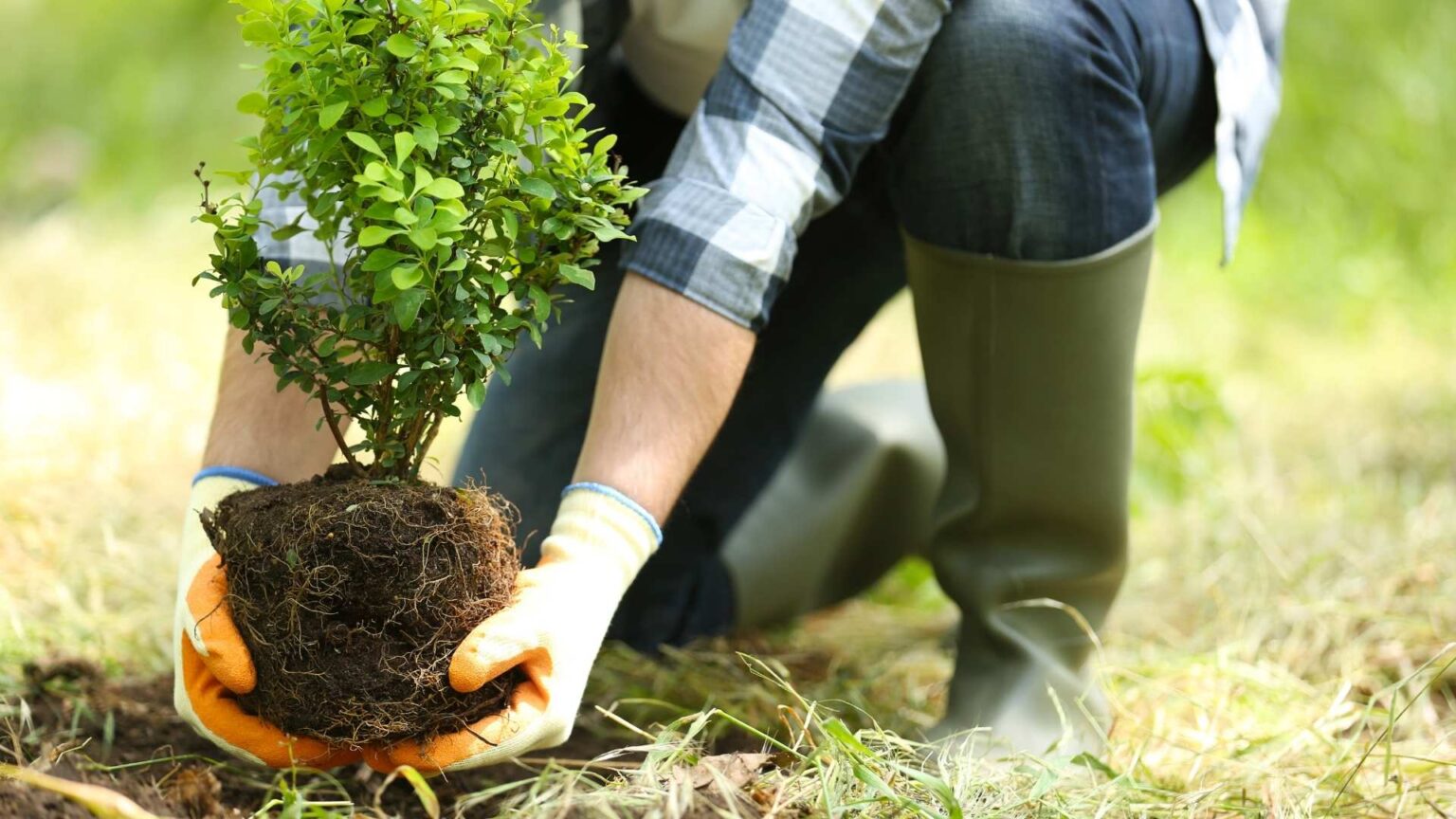 Tree and Shrub Planting Mount Prospect IL