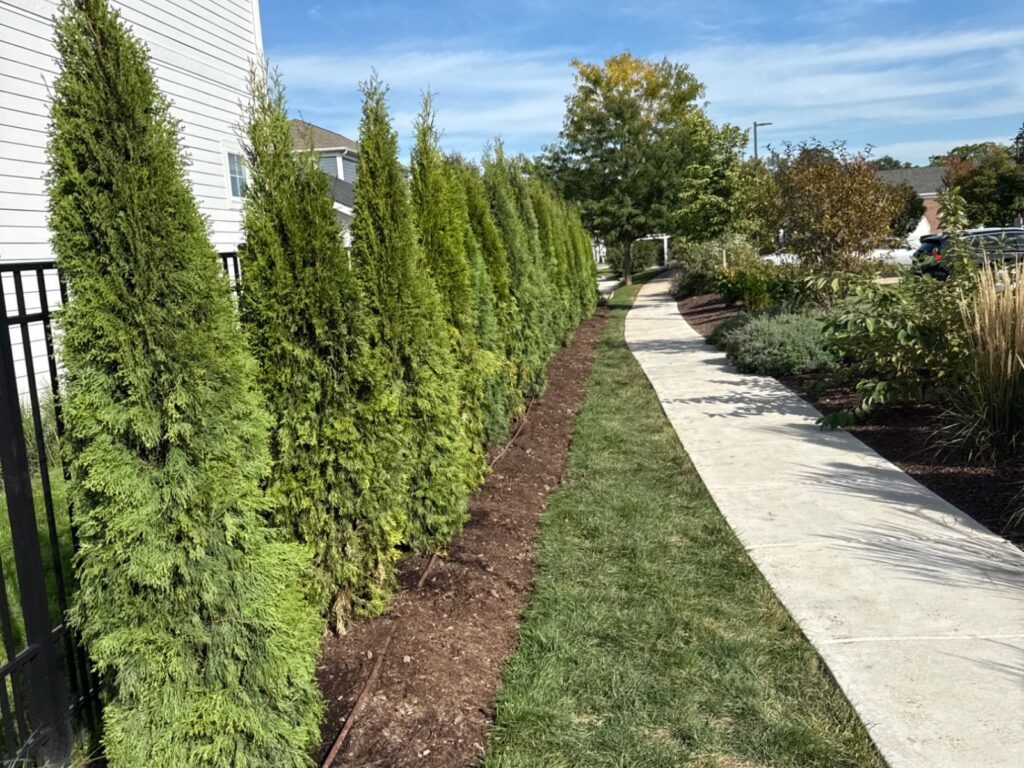 New arborvitae privacy row