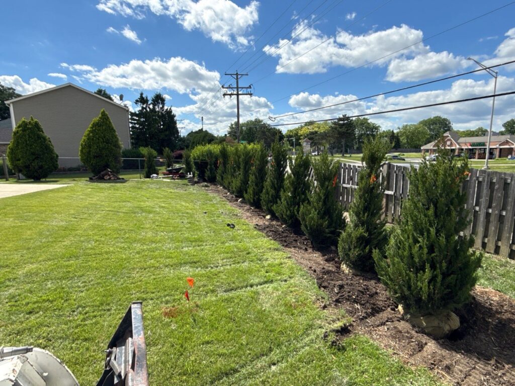 New arborvitae privacy row along the fence