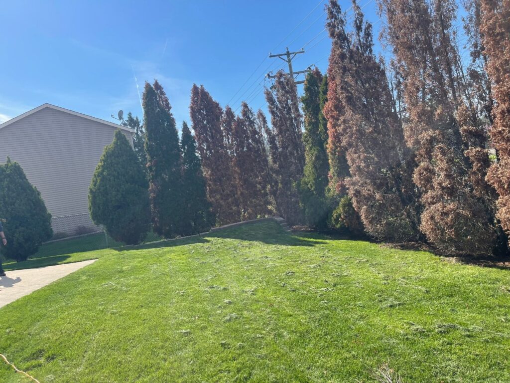 Yard before arborvitae privacy planting