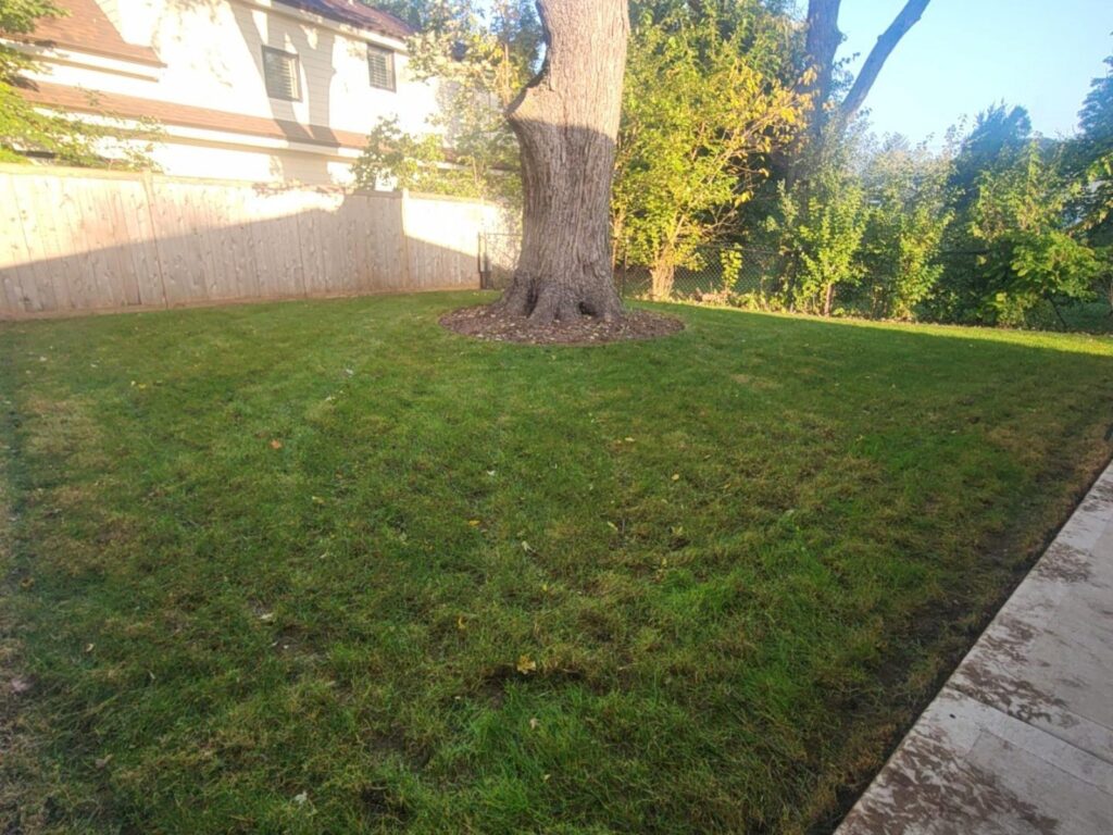 Yard after full cleanup and restoration