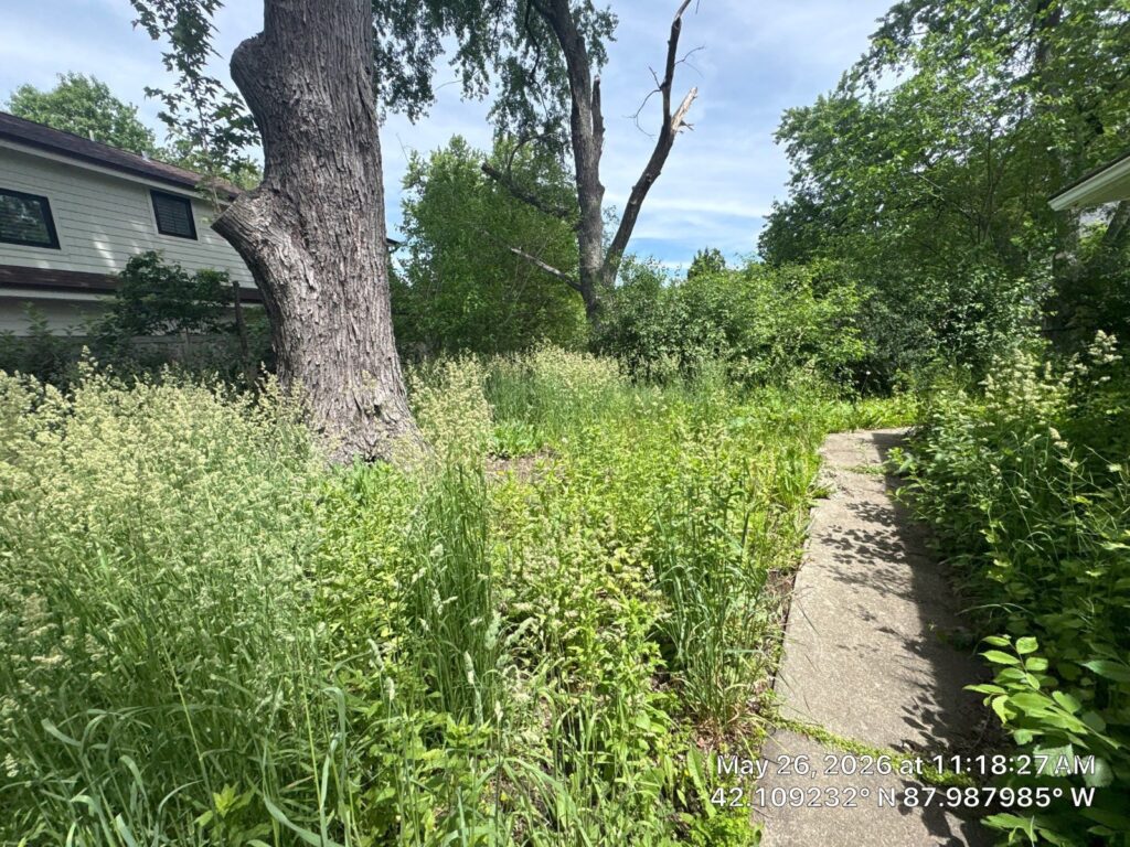 Overgrown yard before cleanup