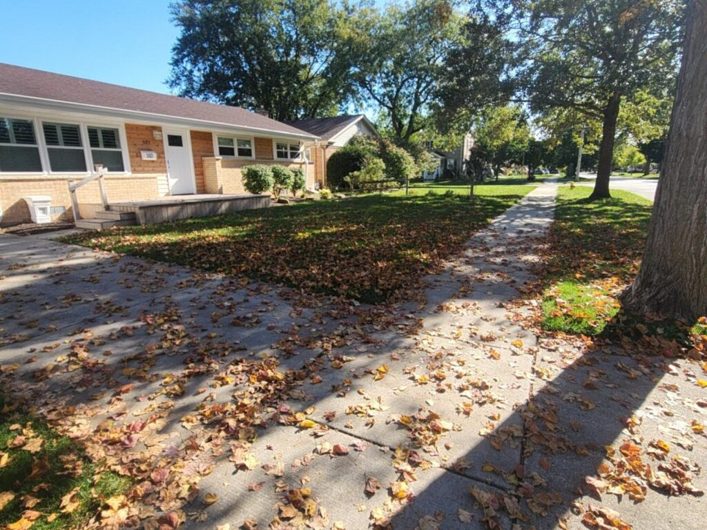 Yard before fall leaf cleanup