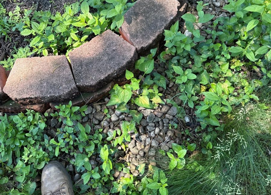 Backyard Sod Installation